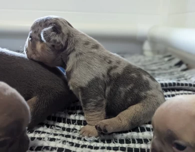 Blue & Tan Merle Puppies for Sale