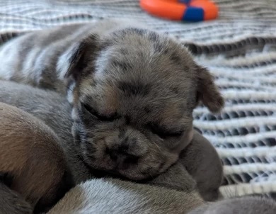 Blue & Tan Merle Puppies for Sale