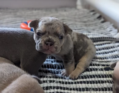 Blue & Tan Merle Puppies for Sale