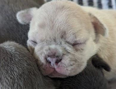 Fawn Merle Puppies for Sale