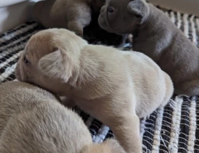 Fawn Merle Puppies for Sale