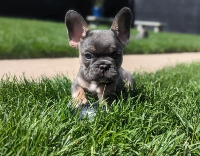 Blue & Tan Puppies for Sale