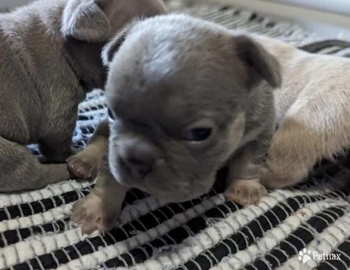 Lilac & Tan Puppies for Sale