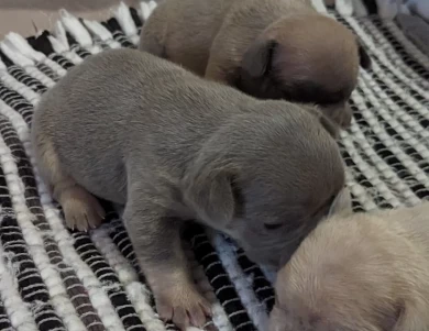 Lilac & Tan Puppies for Sale