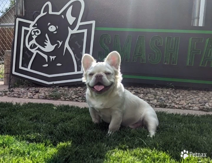 Yeti French Bulldog