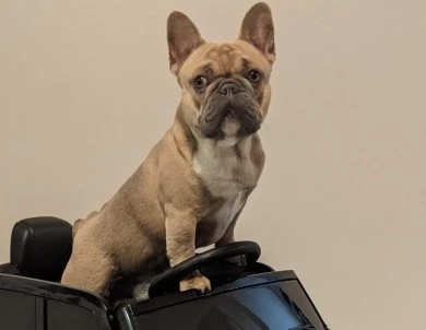 Ace French Bulldog