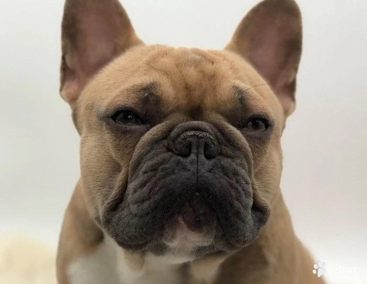 Ace French Bulldog