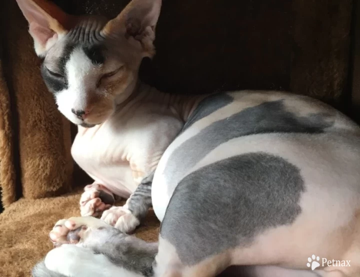 Crayola Sphynx