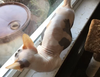 Crayola Sphynx