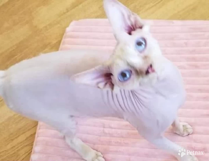 TayTay Sphynx