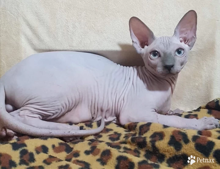 Skyye Sphynx