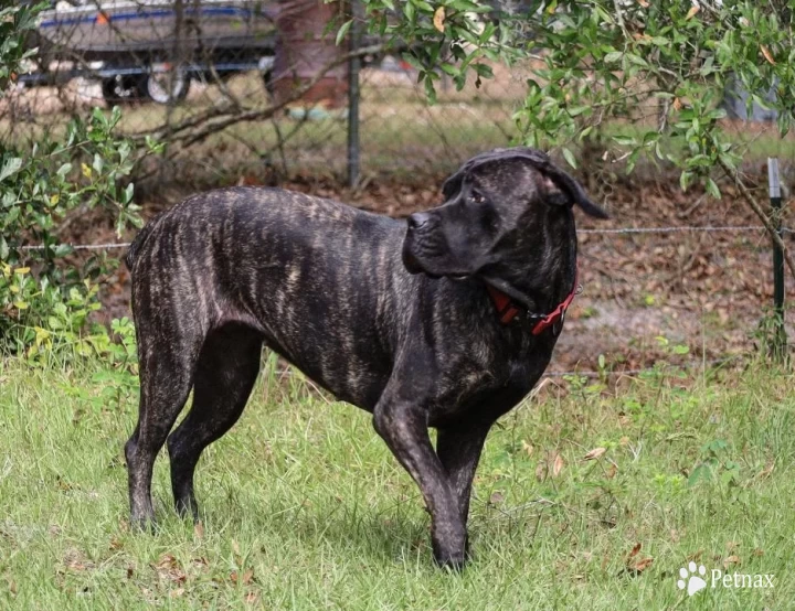 Keeta Cane Corso