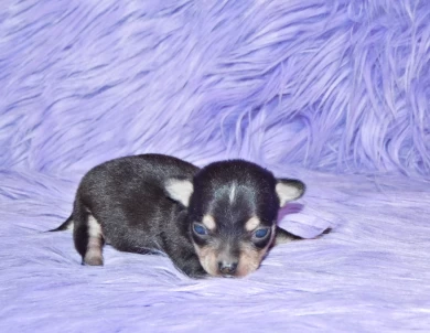 Zeppelin Puppies for Sale