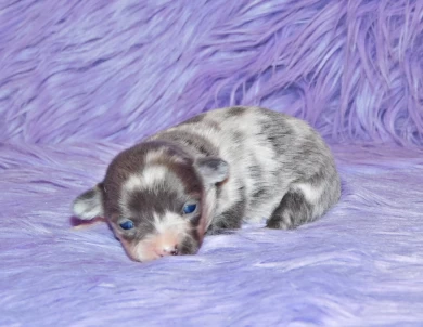 Zhi Puppies for Sale