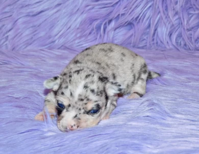 Zulu Puppies for Sale