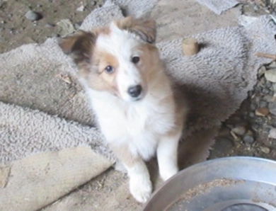 GEORGIA Shetland Sheepdog