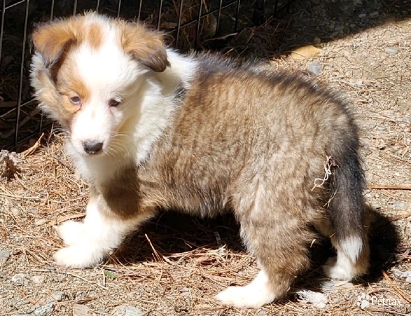 GEORGIA Shetland Sheepdog