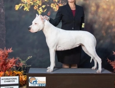 Dogo Argentino 