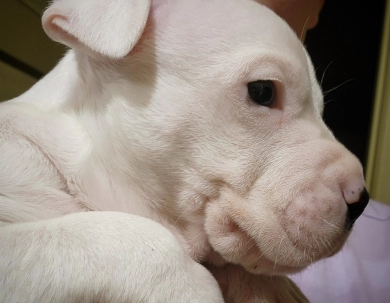 Excalibur Dogo Argentino