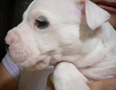 Excalibur Dogo Argentino