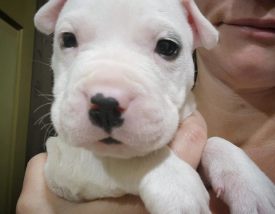 Excalibur Dogo Argentino