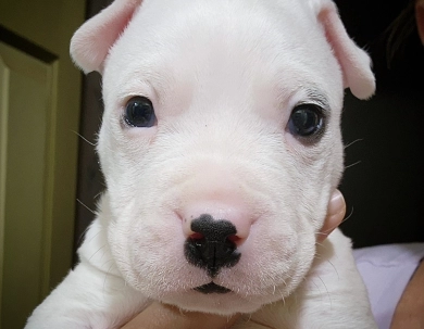 Excalibur Dogo Argentino