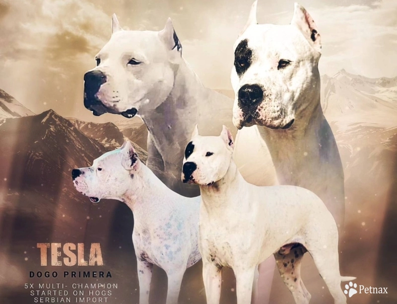 Excalibur Dogo Argentino