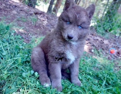 Husky Palace - AKC