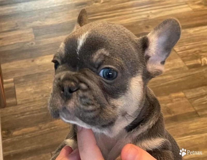 Boy 2 French Bulldog