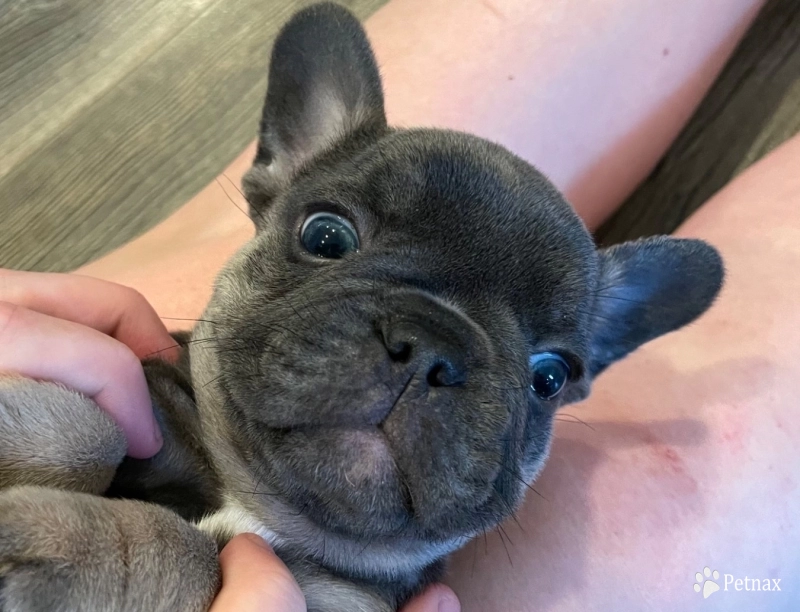 Girl 2 French Bulldog