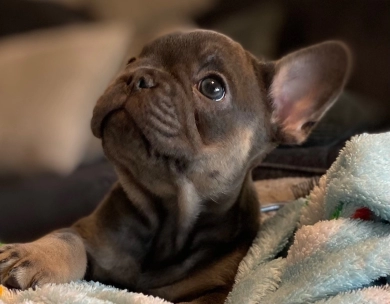 Girl 3 French Bulldog