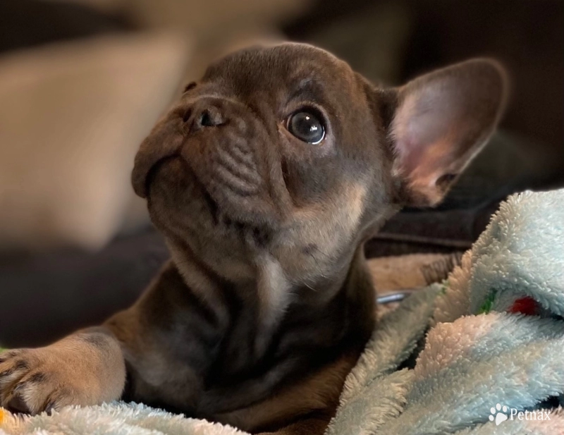 Girl 3 French Bulldog