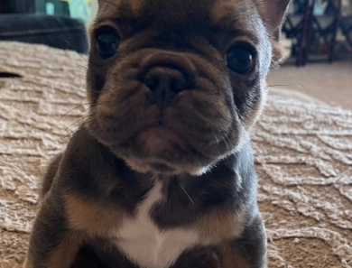 Girl 4 French Bulldog