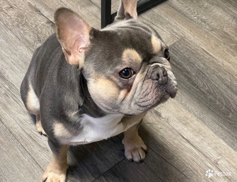 Wilbur French Bulldog