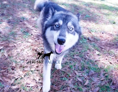 Malibu Siberian Husky