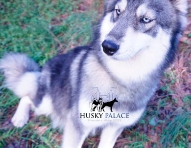 Malibu Siberian Husky