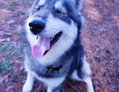 Malibu Siberian Husky