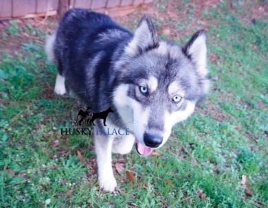 Malibu Siberian Husky