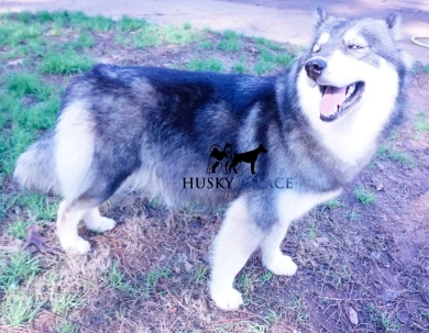 Malibu Siberian Husky