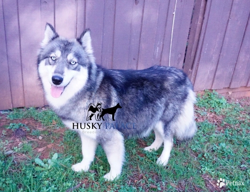 Malibu Siberian Husky