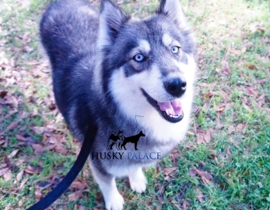 Malibu Siberian Husky