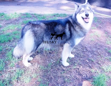 Malibu Siberian Husky