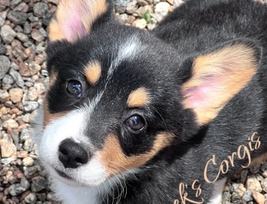 AKC, health tested Pembroke welsh corgis