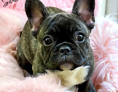 AKC/Health tested French Bulldogs