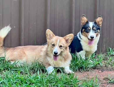 Tiny Dancer “TD” Pembroke Welsh Corgi