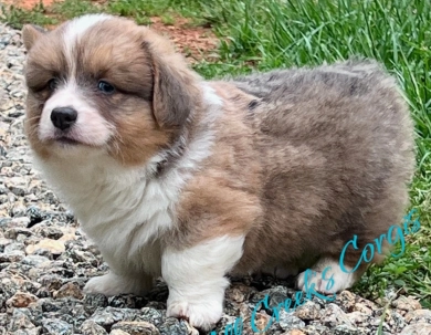 Rhett Pembroke Welsh Corgi