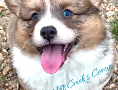 Rhett Pembroke Welsh Corgi