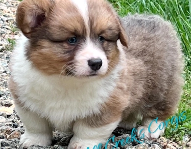 Rhett Pembroke Welsh Corgi