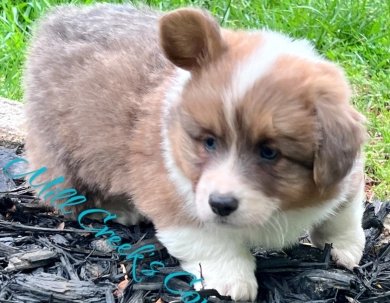 Rhett Pembroke Welsh Corgi