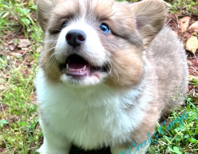 Rhett Pembroke Welsh Corgi